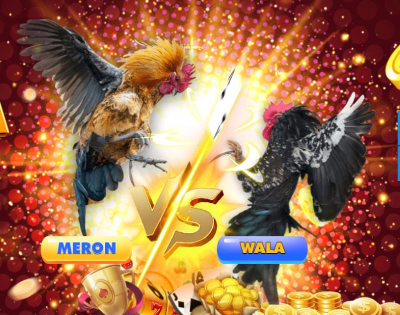Đá Gà – Game Online kịch tính, đổi thưởng cực đã tại HipClub 3 Cược Wala là loại cược cửa dưới cho loại gà yếu hơn